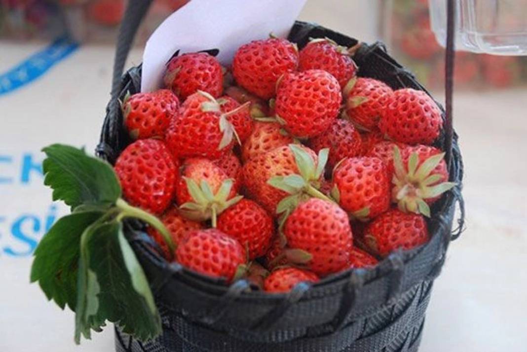 Bu yıl adeta topraktan fışkırıyor, kapış kapış satılıyor! Osmanlı sultanları bu meyve olmadan sofraya oturmazdı 19